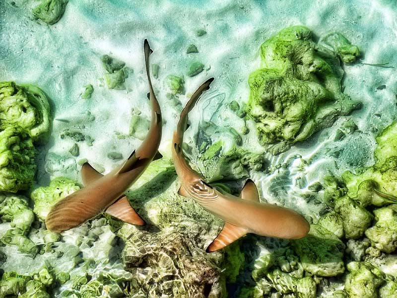 Stunning Underwater Scene